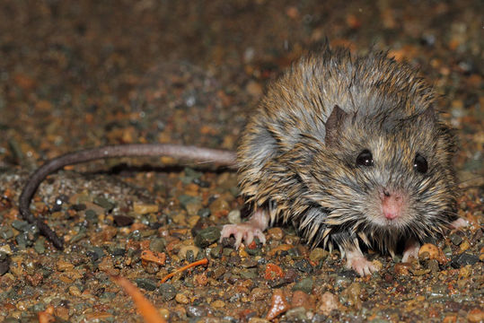 Image of Namaqua Rock Mouse -- Namaqua Micaelamys