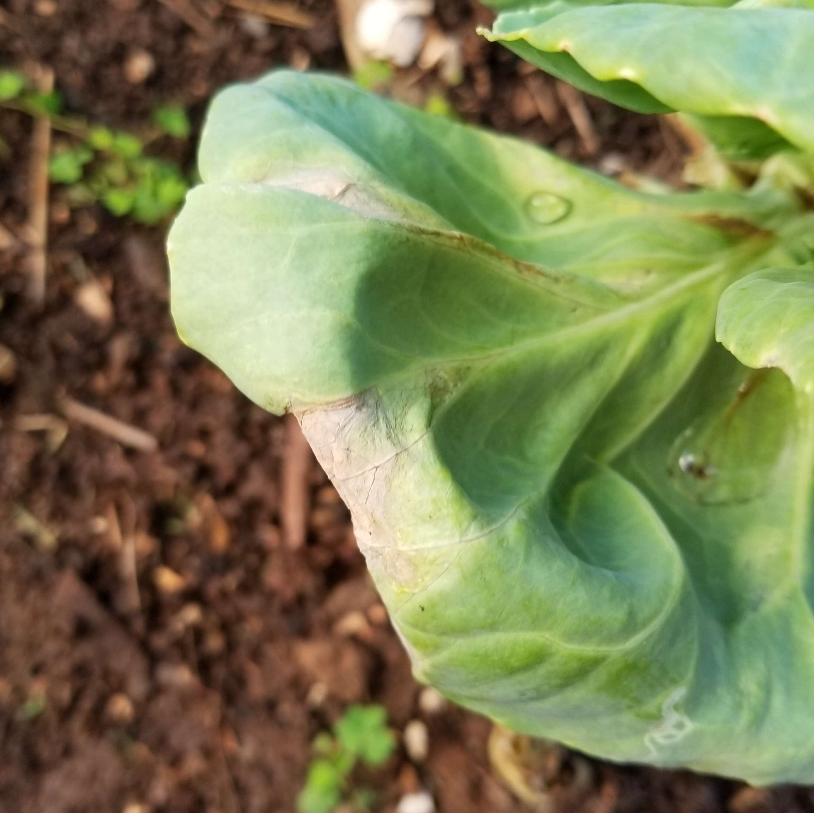 Image of white cabbage