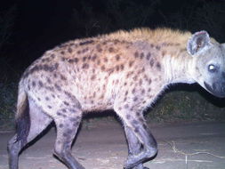 Image of Spotted Hyaenas