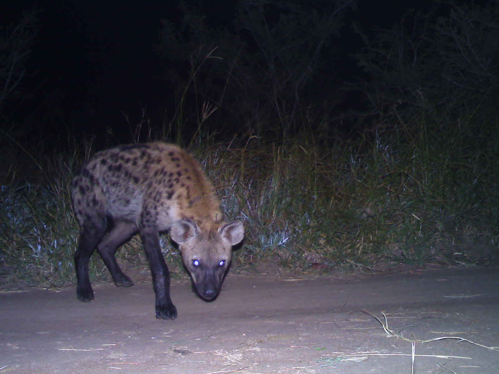 Image of Spotted Hyaenas