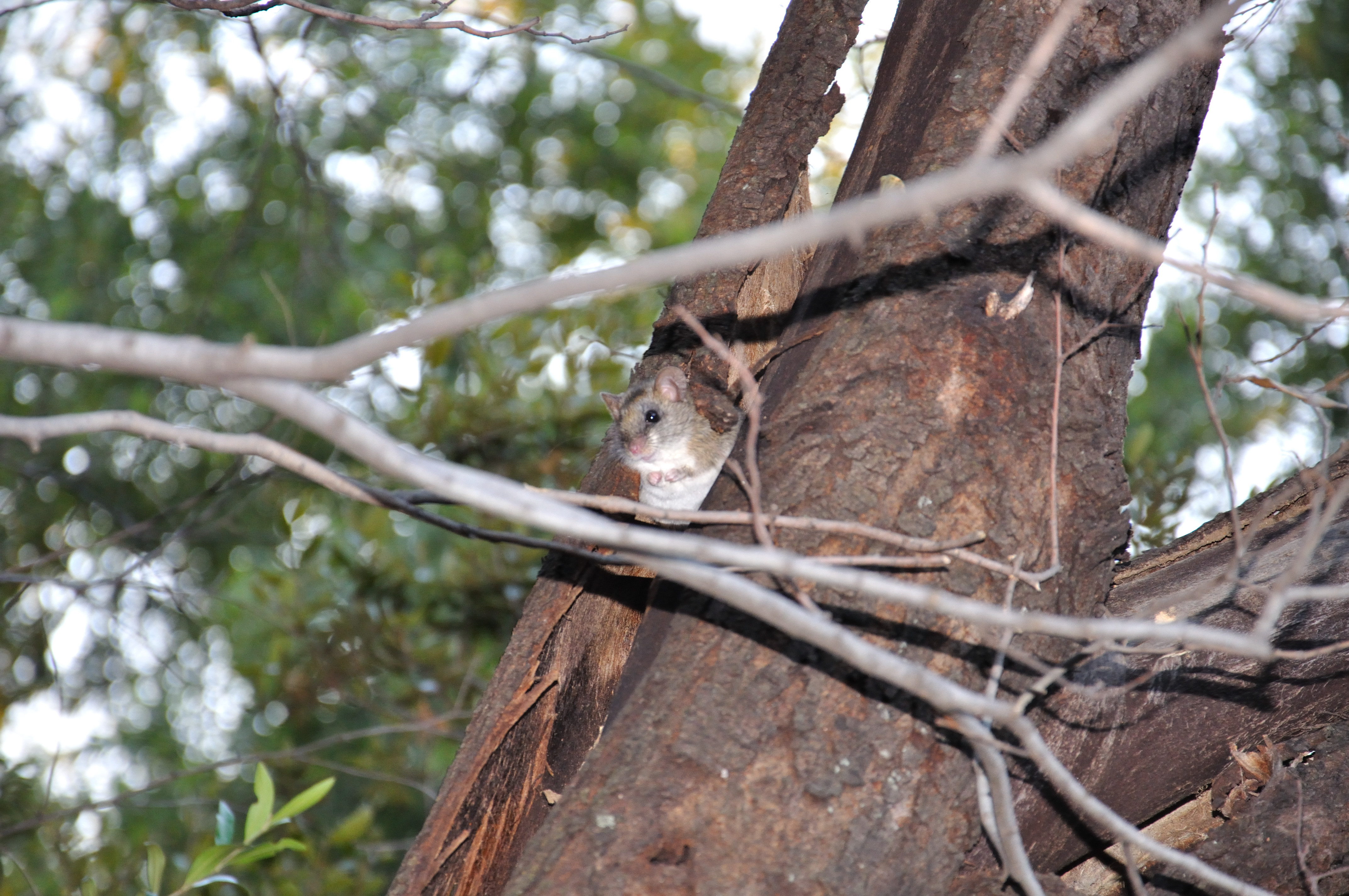 Image of Acacia Rat