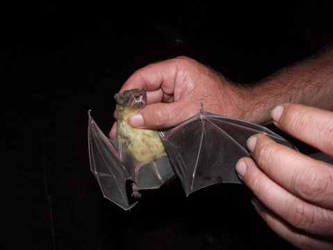 Image of African Yellow Bat