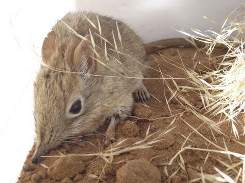 Image of Bushveld Elephant Shrew