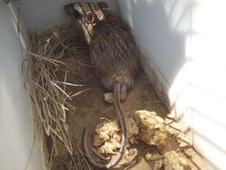 Image of Bushveld Gerbil