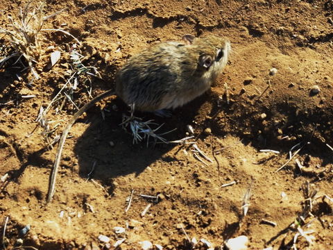 Gerbilliscus leucogaster (Peters 1852)的圖片