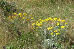 Image of Common Woolly Sunflower