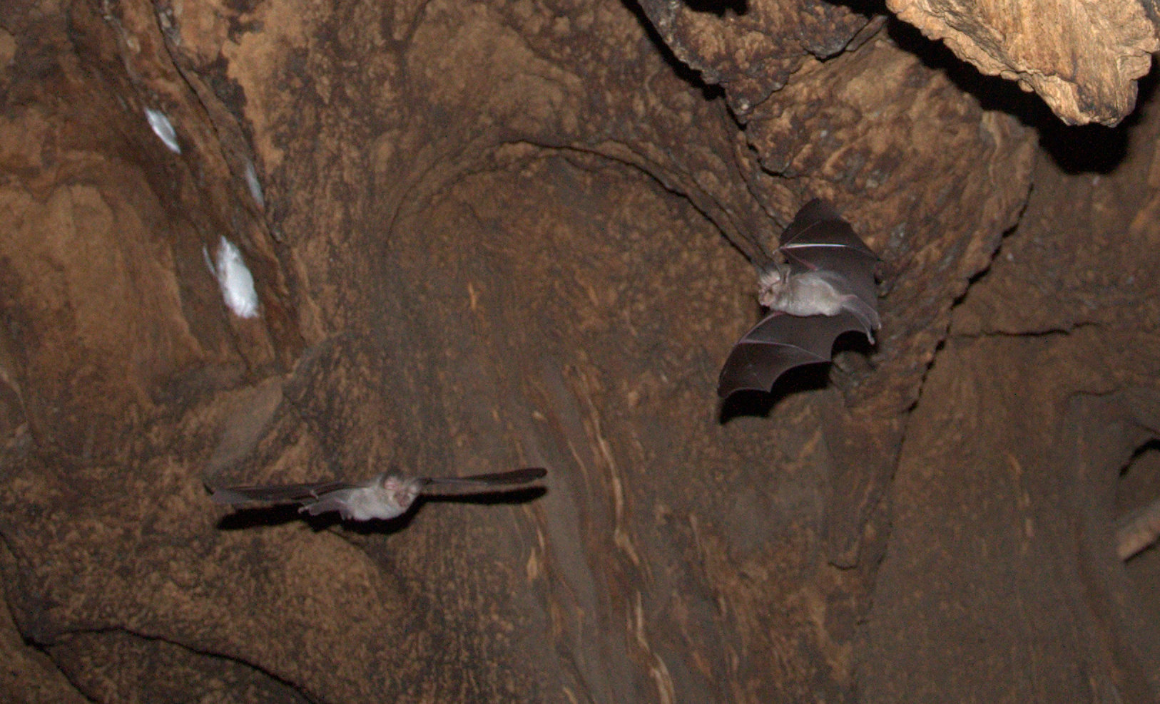 Image of Bushveld Horseshoe Bat