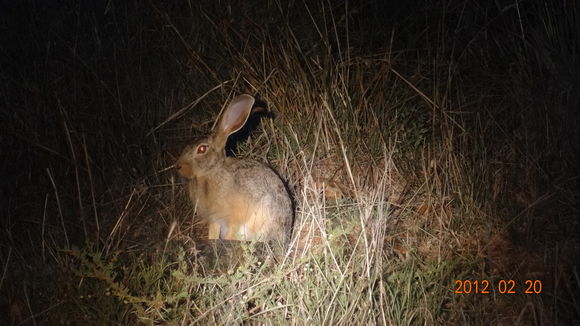 Lepus capensis Linnaeus 1758 resmi