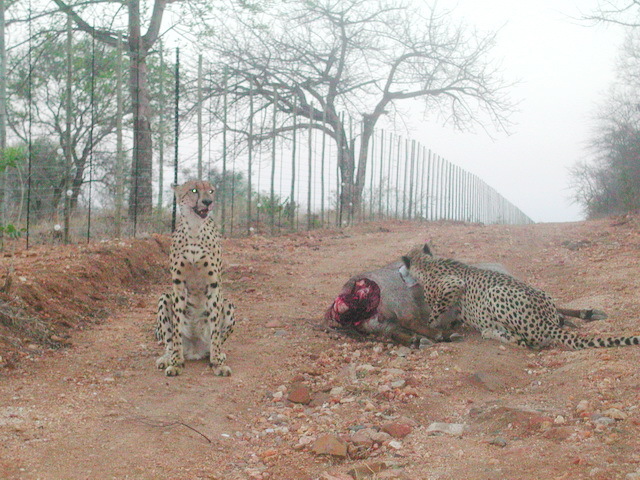 Image de Acinonyx Brookes 1828