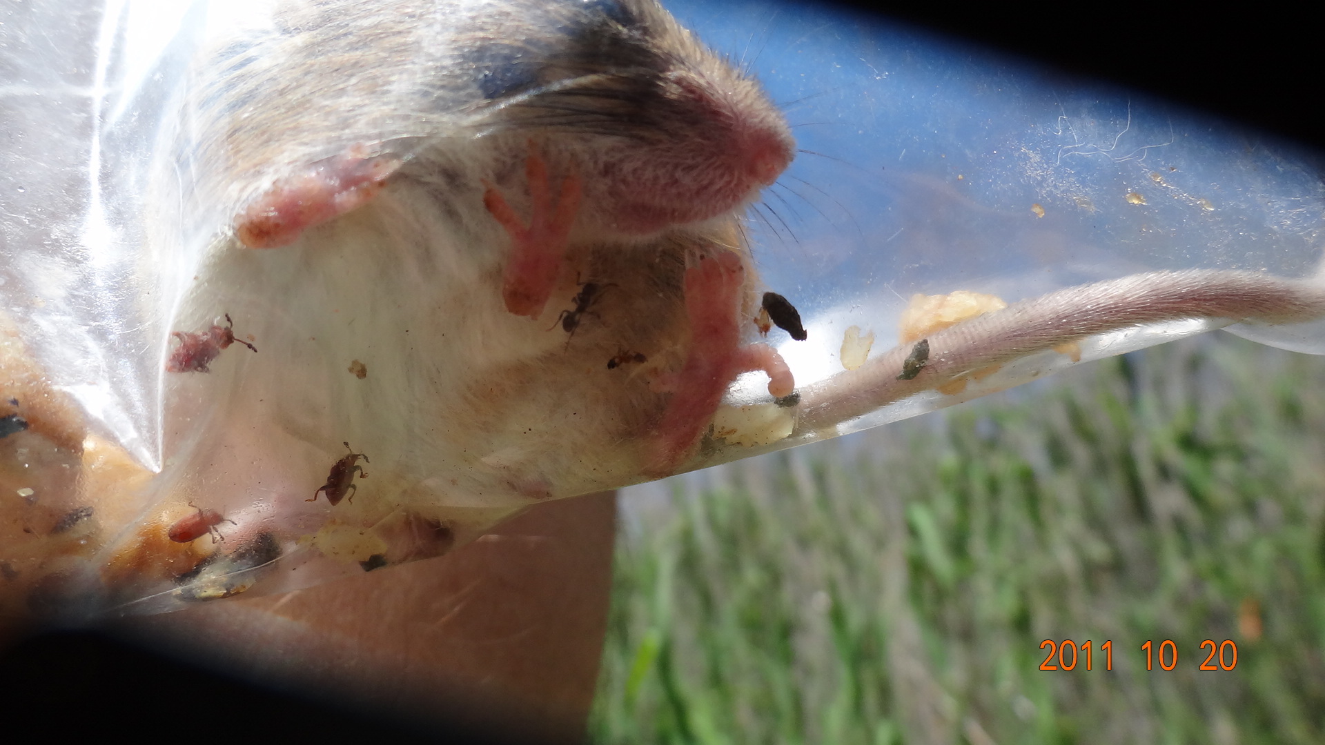 Image of Chestnut African Climbing Mouse