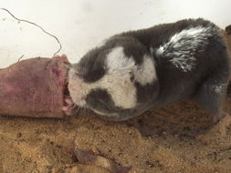 Image of Damara Mole-rat -- Damaraland Mole-rat