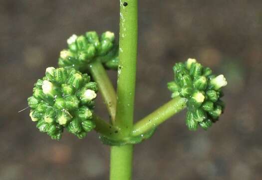 Image of Redleaf crassula