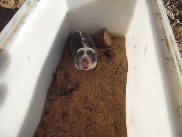 Image of Damara Mole-rat -- Damaraland Mole-rat