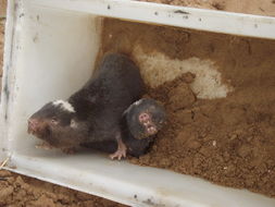 Image of Damara Mole-rat -- Damaraland Mole-rat