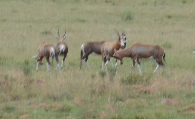 Image of Blesbok