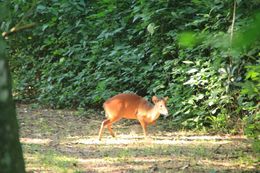 Image of Natal Duiker