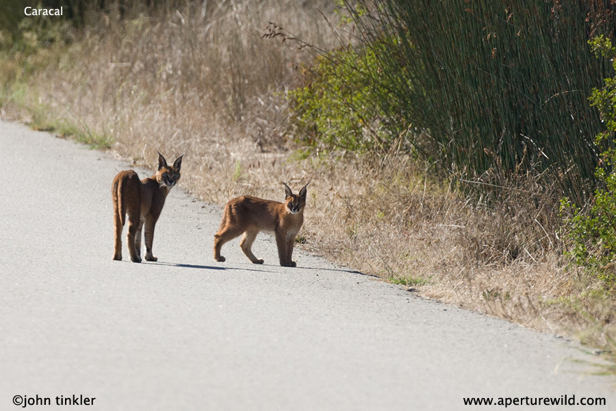 Image of Caracals