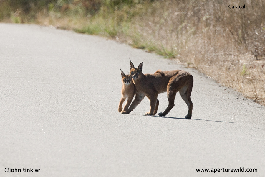 Image of Caracals