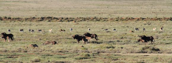 Image of Black Wildebeest