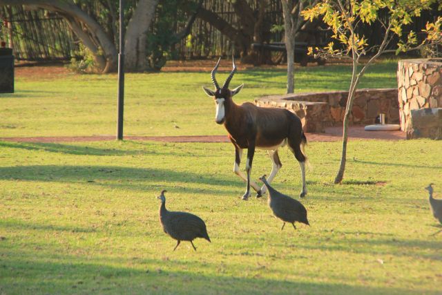 Image of Blesbok