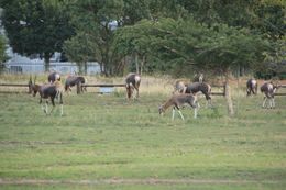 Image of Blesbok