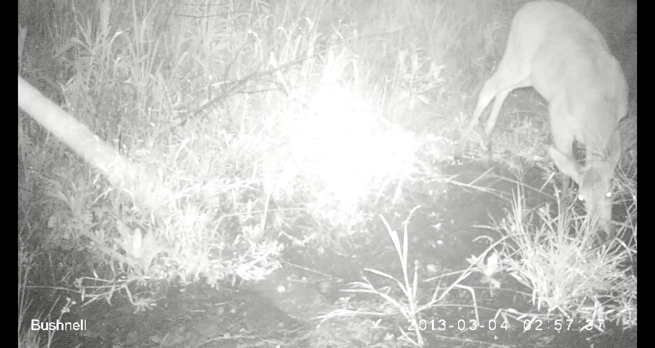 Image of Southern Reedbuck