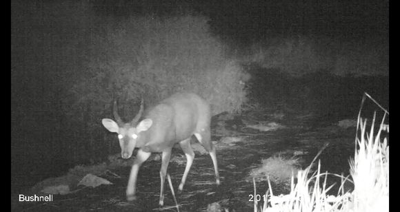 Image of Bushbuck