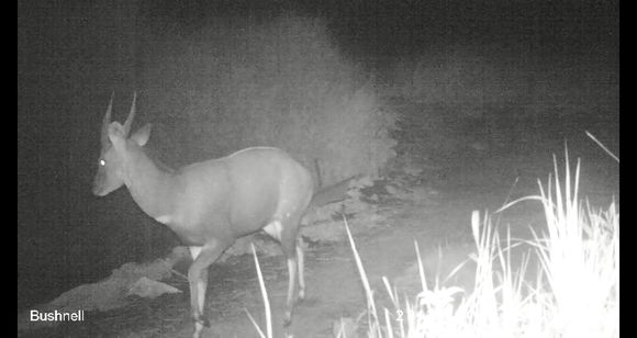 Image of Bushbuck