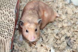 Image of hamsters