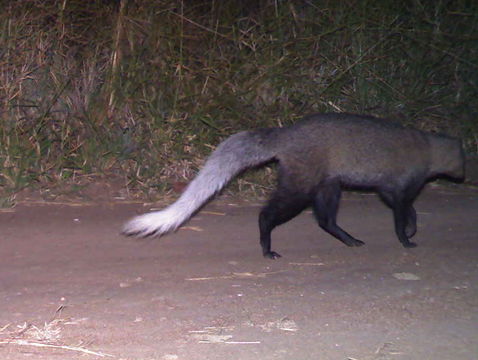 Image of White-tailed Mongoose