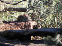 Image of Western Rock Elephant Shrew