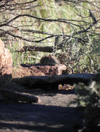 Image of Western Rock Elephant Shrew