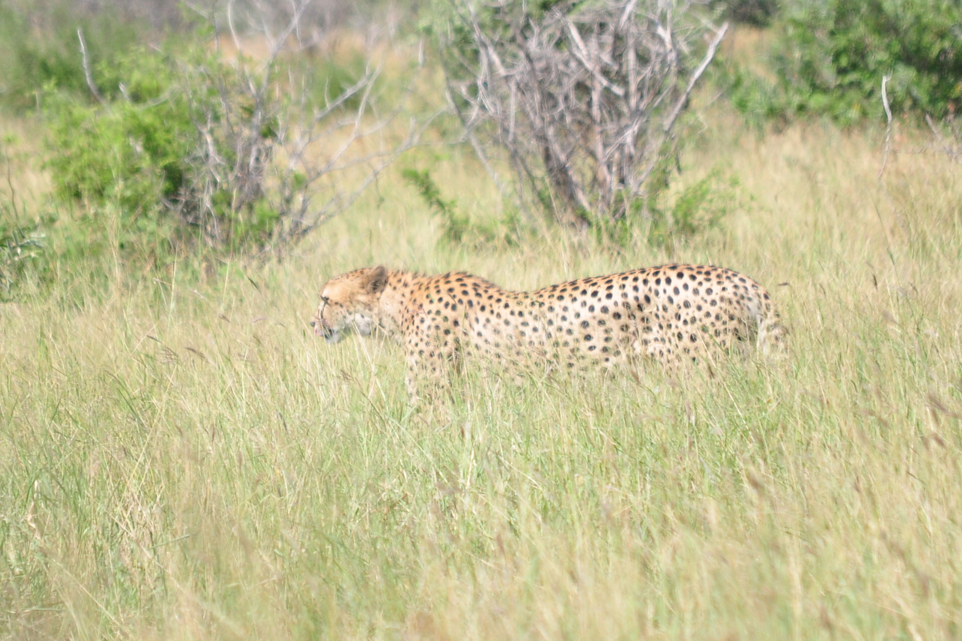 Image de Acinonyx Brookes 1828