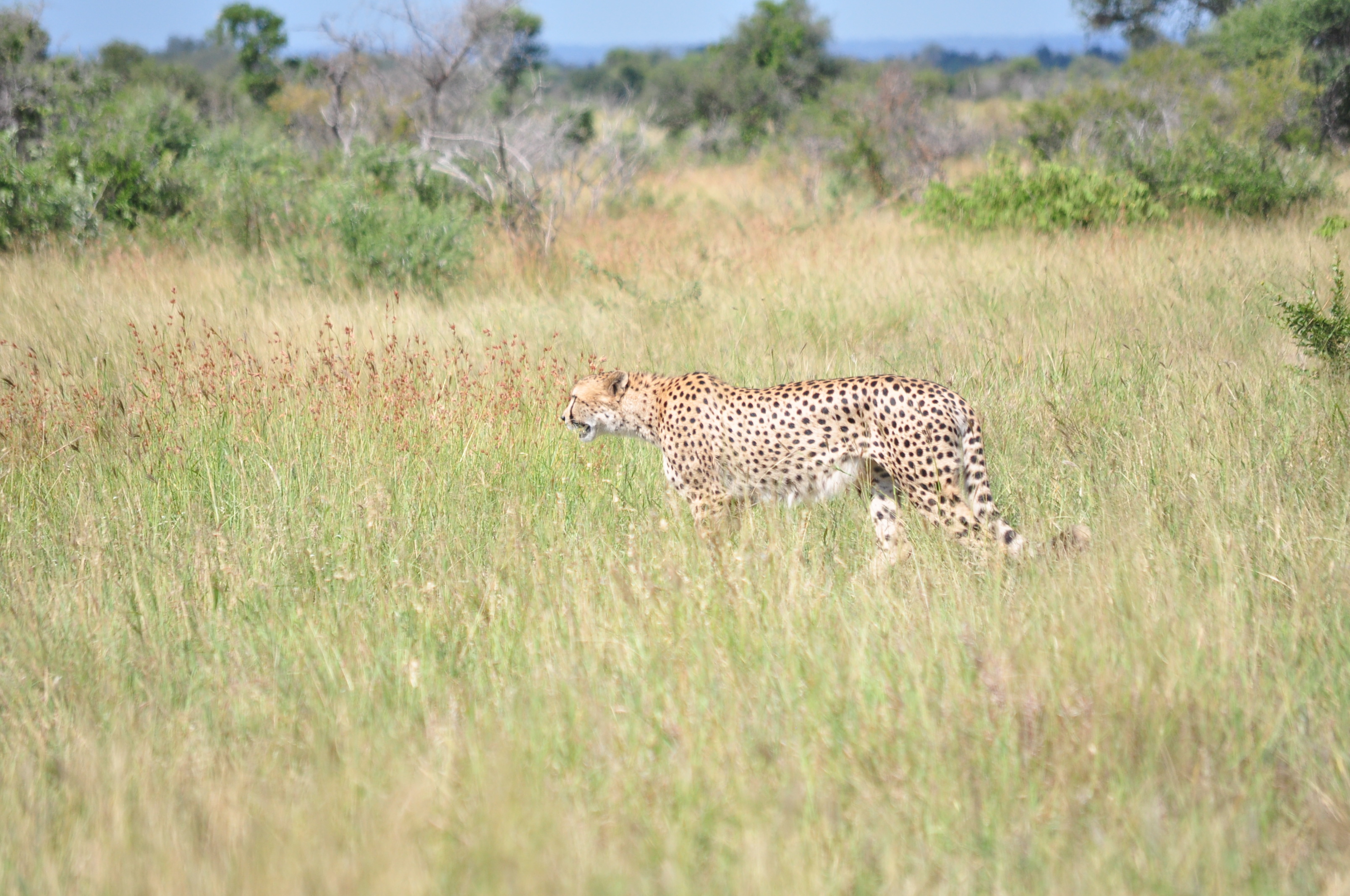 Image de Acinonyx Brookes 1828