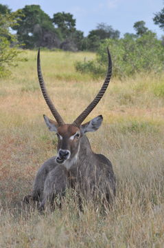 Image of Ellipsen Waterbuck