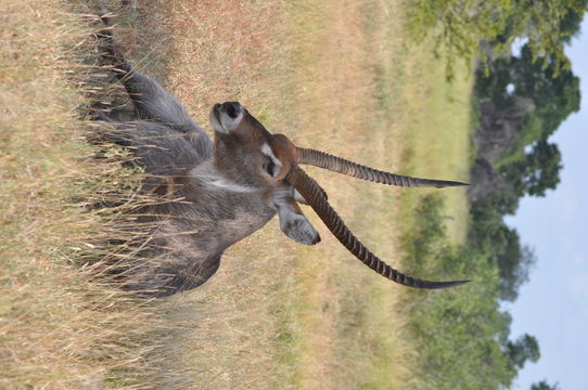 Image of Ellipsen Waterbuck