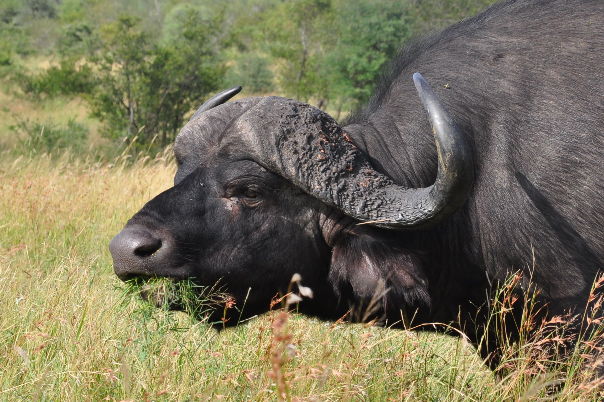 非洲水牛屬的圖片