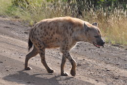 Image of Spotted Hyaenas