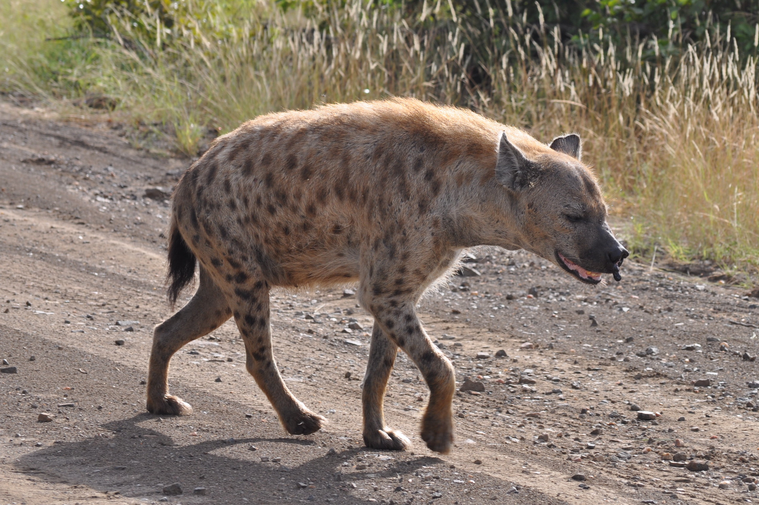 Image of Spotted Hyaenas