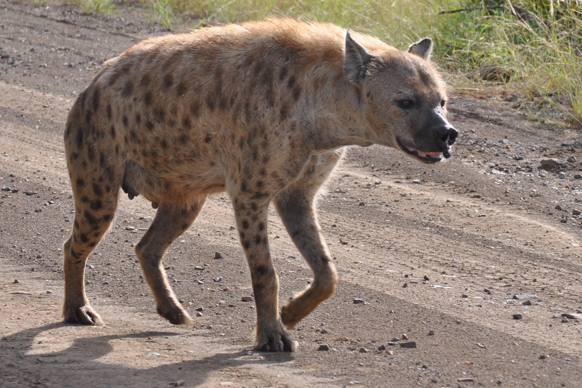 Image of Spotted Hyaenas