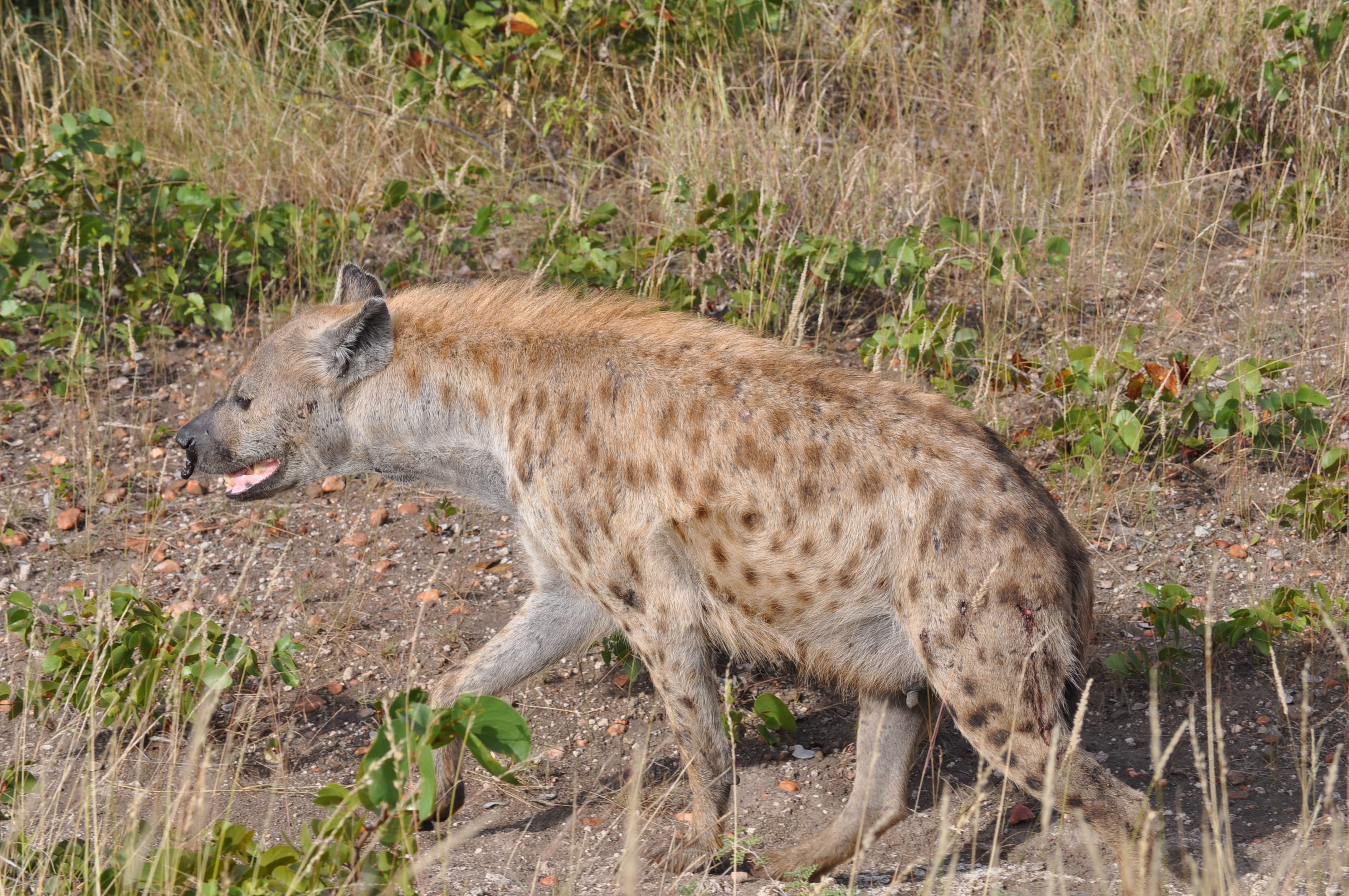 Image of Spotted Hyaenas