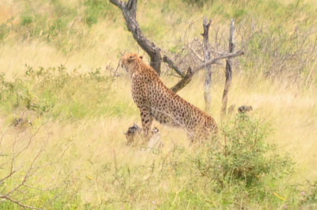 Image de Acinonyx Brookes 1828