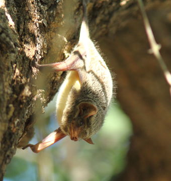 Image of Mauritian Tomb Bat