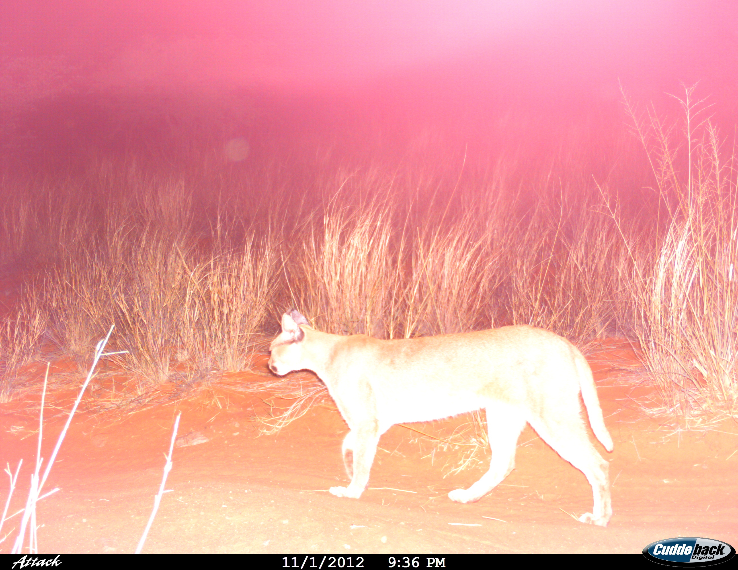 Image of Caracals