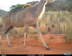 Image of Greater Kudu