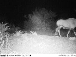 Image of Gemsbok