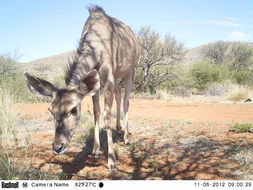 Image of Greater Kudu