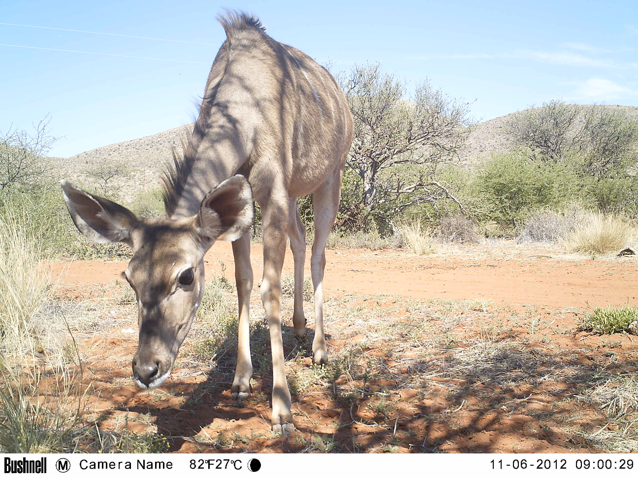 Image of Greater Kudu