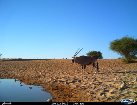 Image of Gemsbok