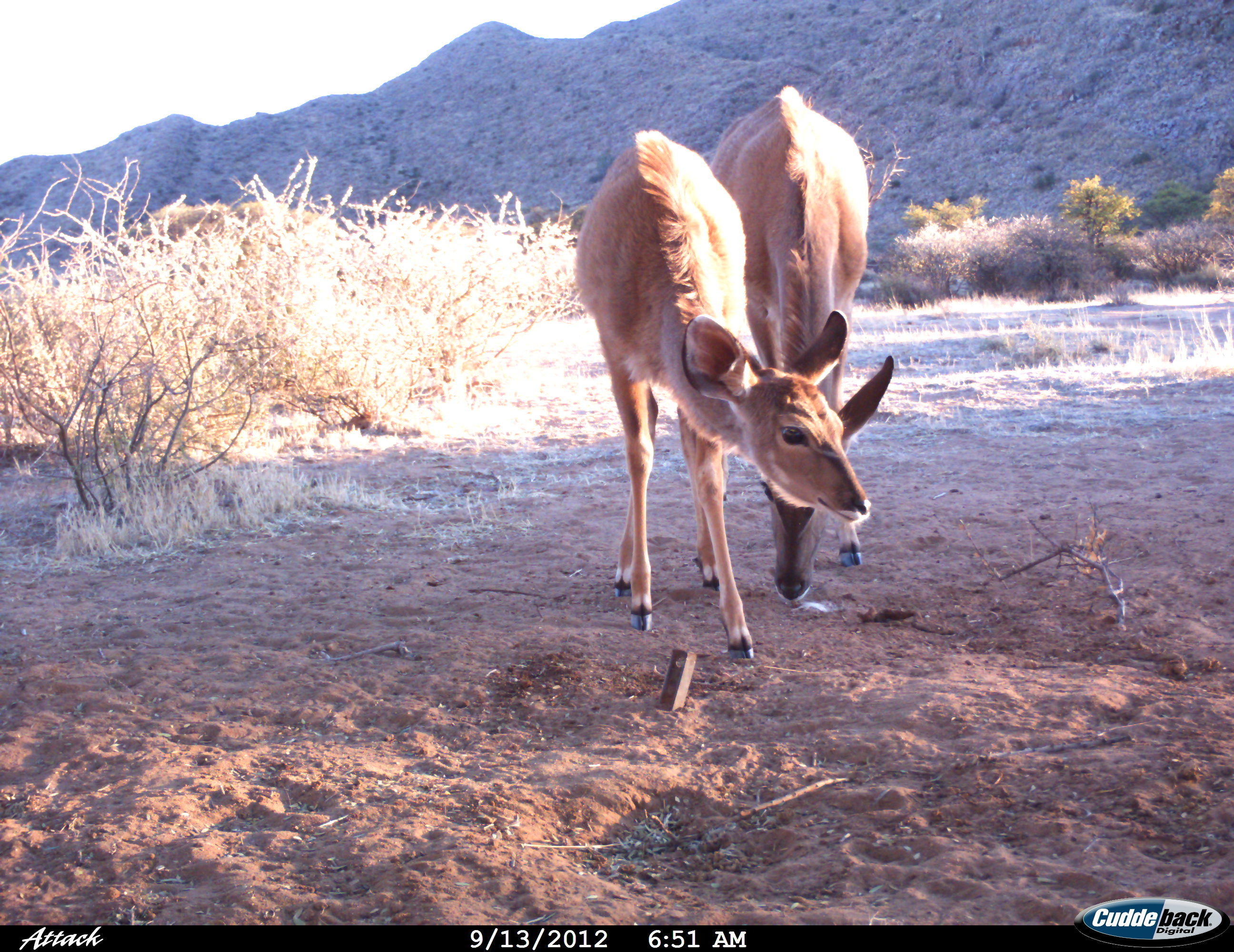 Image of Greater Kudu